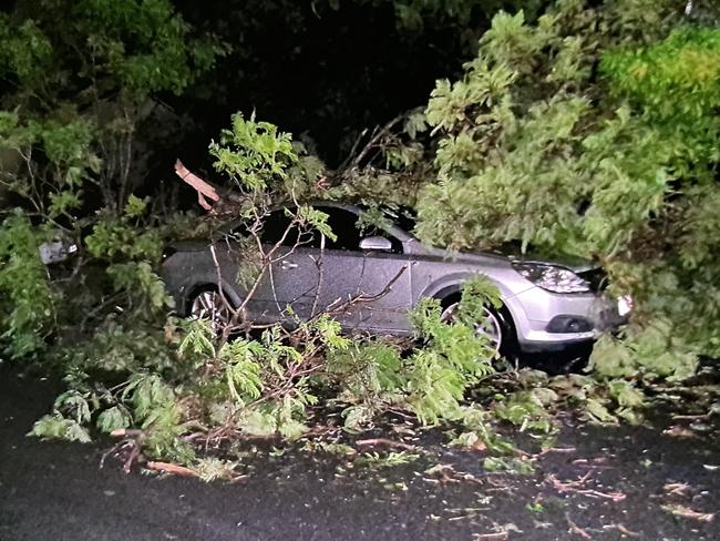 A tree fell on a car at Oxenford. Picture: Scott Kovacevic