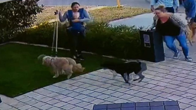 Council officers are reviewing footage of the incident, which is understood to have involved an untrained bull mastiff and staffy. Picture: Nine News