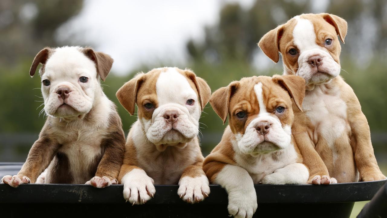 Australian sales bulldog dogs