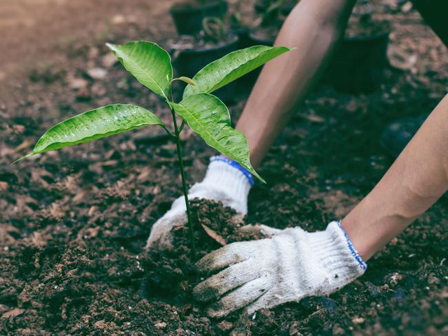 Planting a tree. Close-up on young man planting the tree while working in the garden. Soil Planting and Seeding concept.