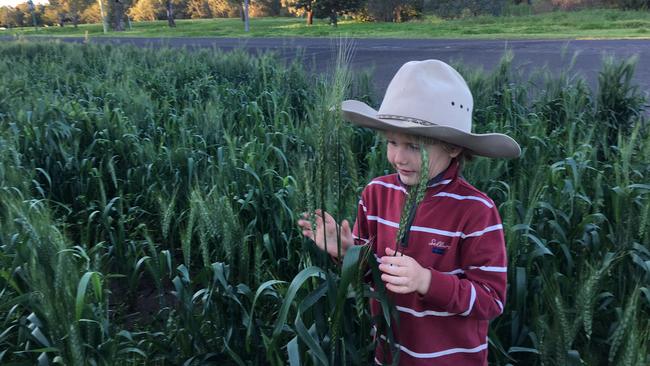 Viktor Roth, above, finds the wheat crop outside his home in the northern NSW town of Narrabri to be eye-high.