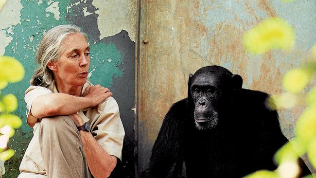 Jane Goodall, the primatologist, activist, ethologist founder of the Jane Goodall Institute and UN Messenger of Peace.