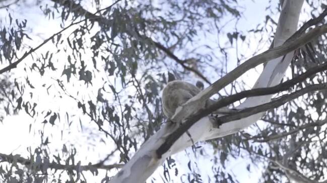 Australia's proposed koala haven faces logging threat