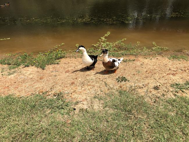 Two curious ducks next to a pond in Rouse Hill. Picture: Gary Hamilton-Irvine