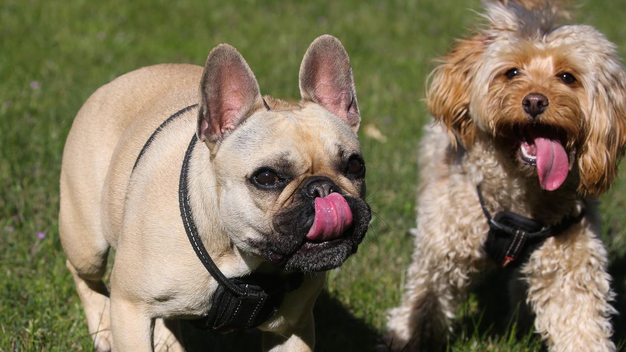 Why pet owners could soon need ‘licence’