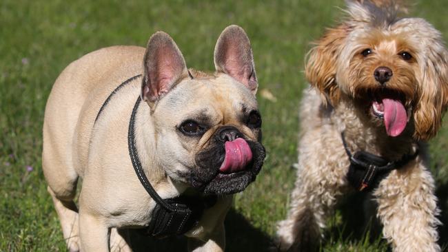 SYDNEY, AUSTRALIA : Newswire Photos AUGUST 29 2023: A general view of a cute pug puppy is seen with his furry pal, walking with their group of Dog walkers through Centennial park in Sydney. Picture: NCA Newswire/ Gaye Gerard