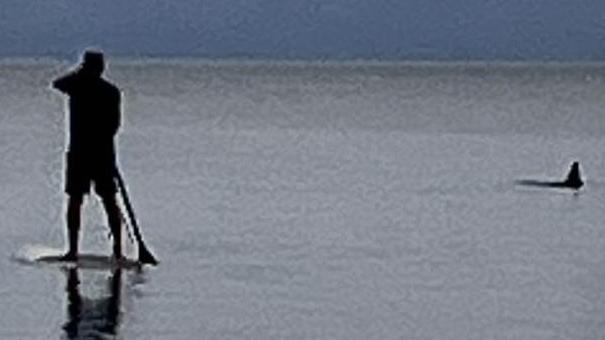 A hammerhead shark swimming near a paddle board enthusiast at Torquay Beach.