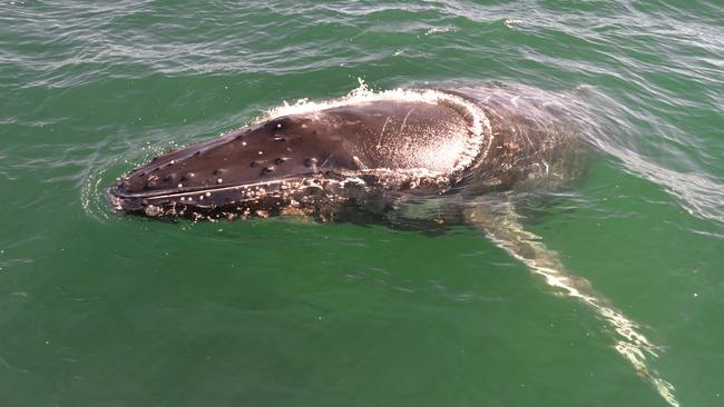 A humpback whale has visited Glenelg. Picture: @temptationsailing and @helloglenelg