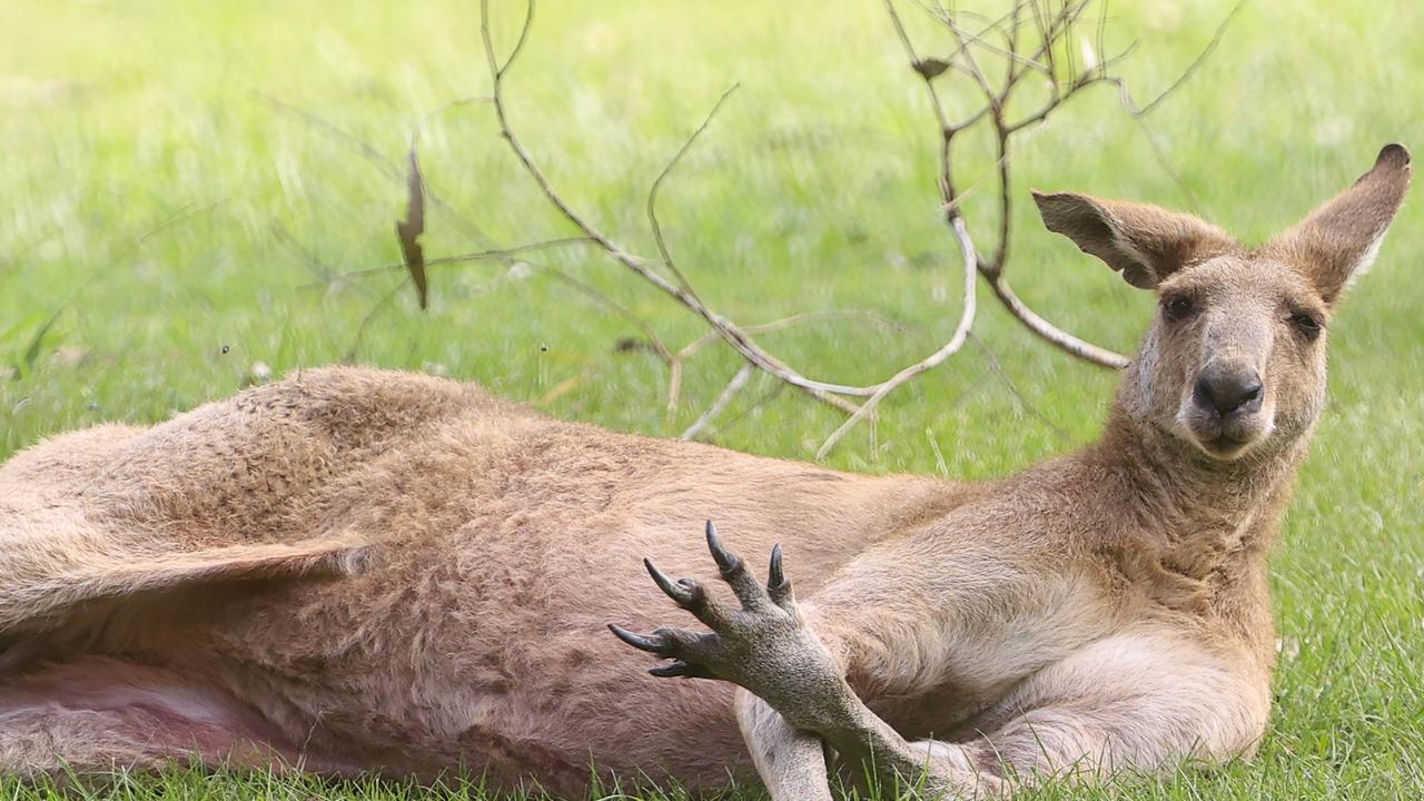 Police Shoot Kangaroo After It Killed Alpaca Farmer Peter Eades Near ...