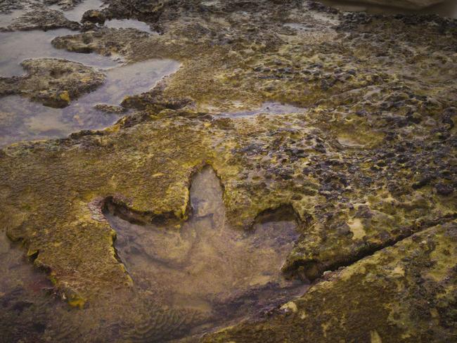 Dinosaur print on Dampier Peninsular