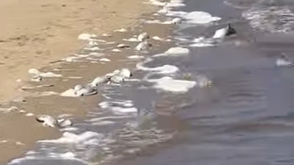 A screengrab from a video of dead fish washed up on Taylors Beach, Lower Herbert, Hinchinbrook, North Queensland. The cause of the mass fish kill has been blamed on low dissolved oxygen levels in the water. Picture: Supplied