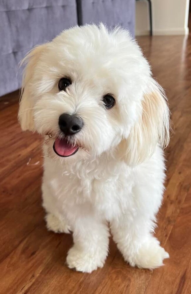 Ipswich Cutest Dog Competition 2022: Jodie Watkins' dog Ollie - 