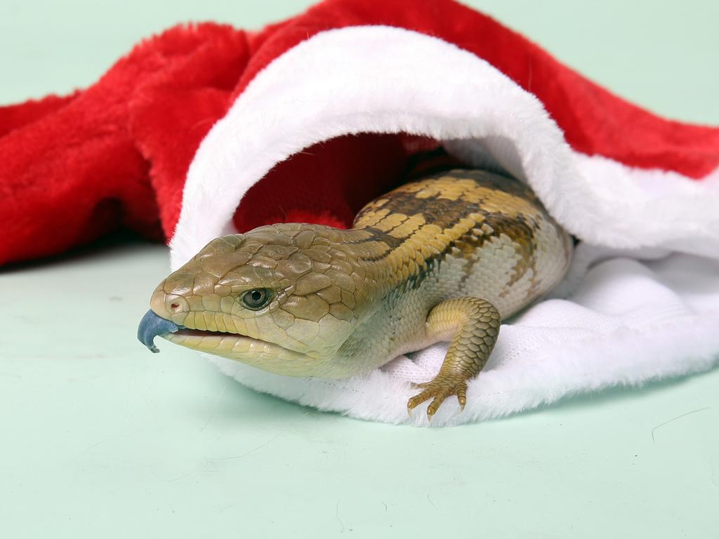 Kabluey is a two-year-old blue tongue lizard. Friendly and unique to own as pets, you’ll need to hold a recreational wildlife license to adopt Kabluey. Kabluey is $75 to adopt. Picture: Zak Simmonds