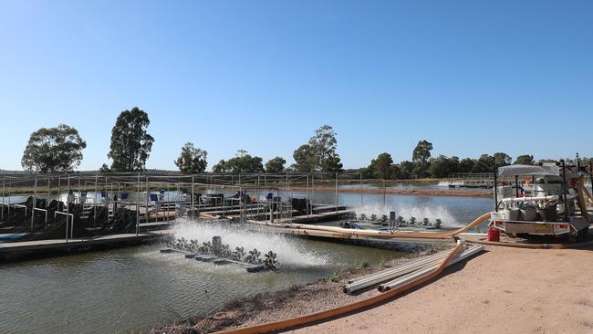 Murray cod being graded between cages at the company’s McFarlanes property. Picture: Yuri Kouzmin