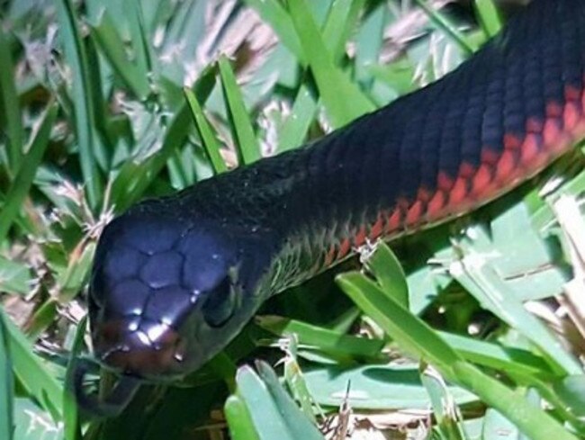 A an adult red bellied black snake. Picture: Australian Snake Catchers