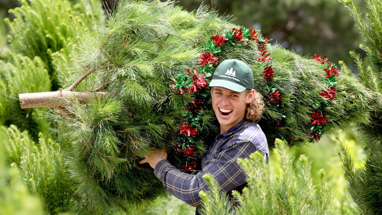 Why The Cost Of Your Christmas Tree Has Surged | The Advertiser