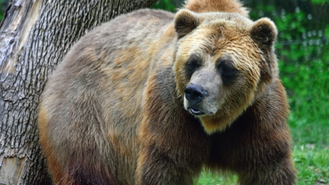 Toronto Zoo Says Goodbye To Beloved Grizzly Bear Samson | Townsville ...