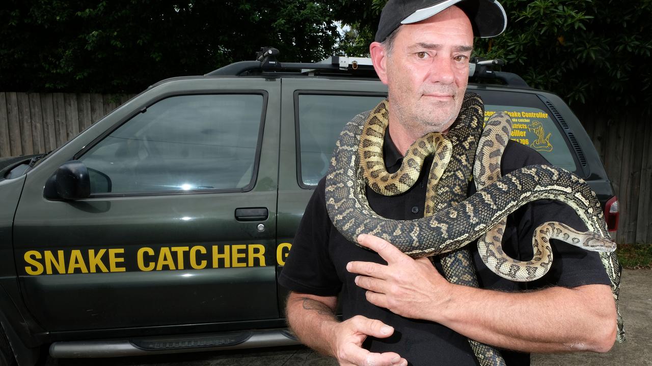 Geelong snake catchers kept busy over summer  Geelong Advertiser