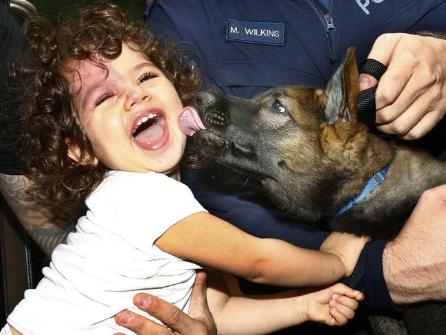 Children's Hospital patient Paris Papanicolaou meets new police puppy Zorro. Picture: John Appleyard