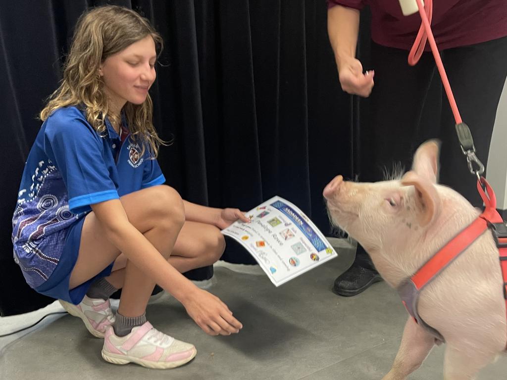 Penelope the Pig graduated from Sadadeen Primary School, Alice Springs, on Wednesday, June 19, with near perfect attendance.