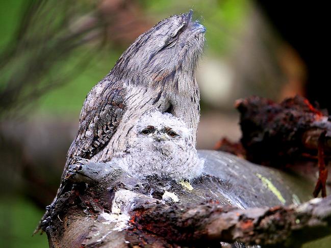 a Tawny Frogmouth owl chick with it's dad in a fallen tree at Lenah Valley. Picture: SAM ROSEWARNE.