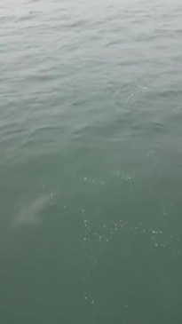 Agnes Water drone footage of sharks