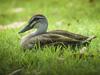 Ruffled feathers and a big stink over huge ducks bill