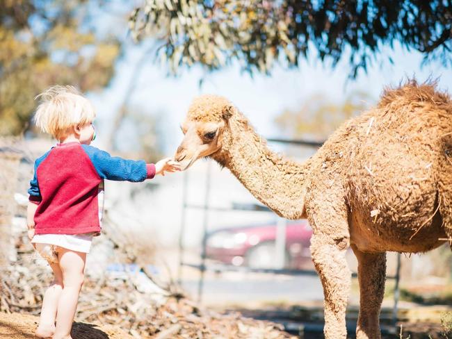 The Eyre Reptile and Wildlife Park will close its gates for the final time Sunday. Picture: supplied