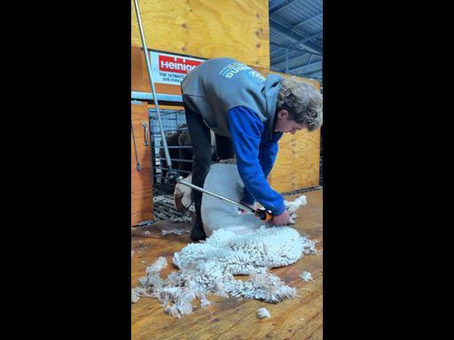 Clipping costs: SA next gen takes up shears as drought tightens grip