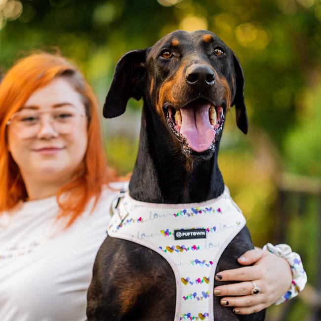 Happy dogs. Picture: Danica Clayton