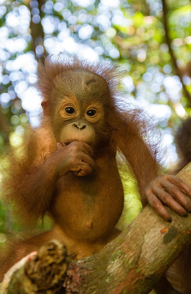 Given hope in the face of poachers ... Orphaned baby orangutan Rickina were rescued after their mothers likely to have been killed trying to defend them from poachers. Picture: Snapper Media