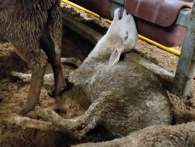 A distressed sheep on-board a ship from Australia to the Middle East. Source: Animals Australia