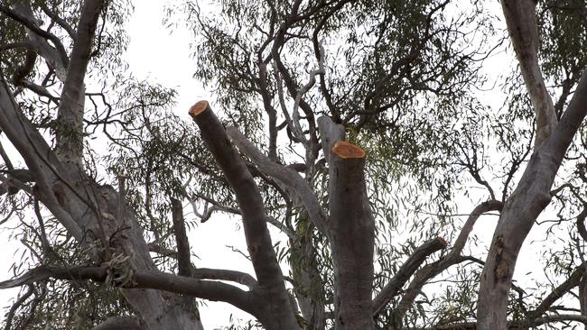 Land right next to Qld Koala Society, has been cleared, destroying habitat of koalas and native fauna. Chandler, Brisbane, 22nd of October 2020. (News Corp/Attila Csaszar)