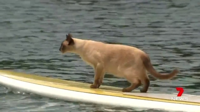 Gus the cat enters the 45th annual Sydney Christmas Eve dog paddle (7 News)