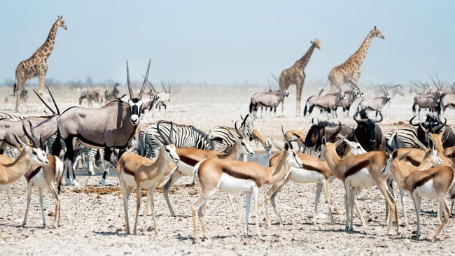 Wildlife at a waterhole in Etosha National Park, Namibia.