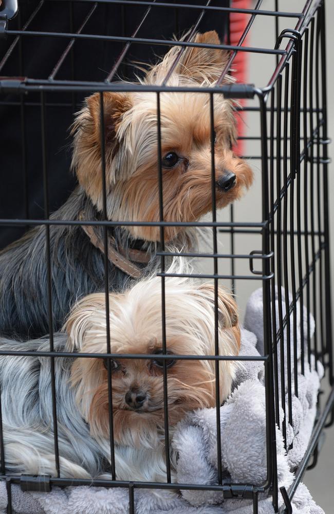 Jetsetters ... Johnny Depp and Amber Heard’s pet dogs pictured leaving a hotel in New York City. Source: Splash