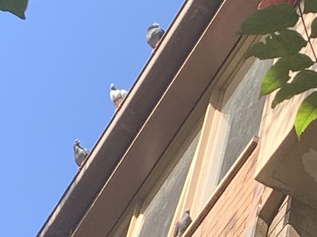 Lora Stock has fed birds from her apartment balcony for three decades has been ordered to stop amid a neighbourhood flap over the smell and mess.Images from outside her apartment