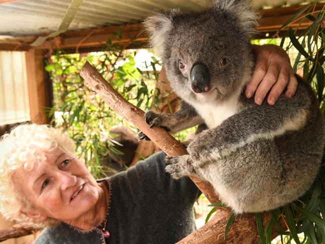 Jennie Bryant, who runs the Koala Rescue and Rehab at Tyabb, says the Mornington Peninsula’s koala population is facing a dire future. Picture: Penny Stephens