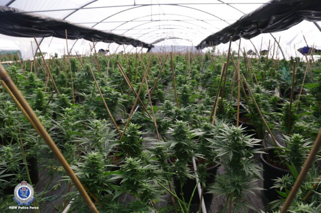 Police allegedly uncovered 1800 cannabis plants at the property. Picture: NSW Police