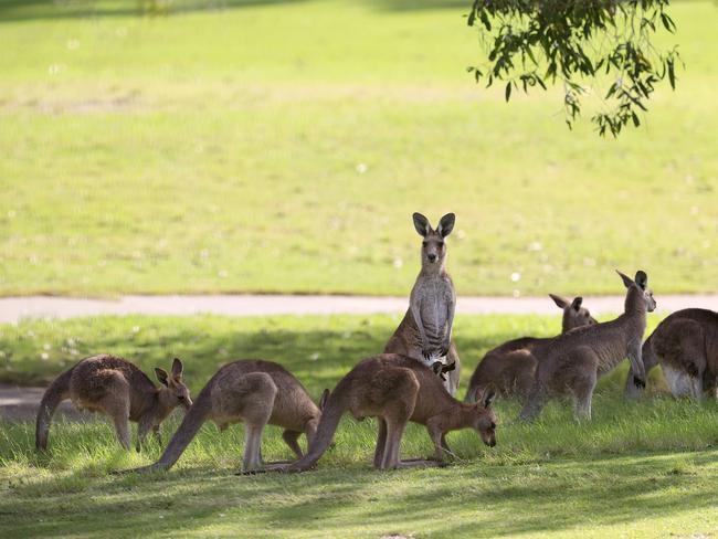 Victoria’s kangaroo cull numbers have skipped up by 50,000. Photo: Adam Head