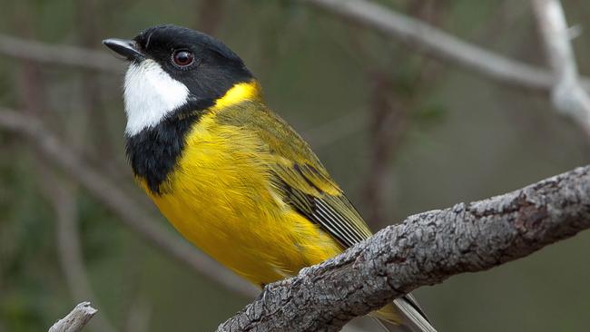 Golden Whistler (Pachycephala pectoralis): Numbers are down in the Mount Lofty Ranges. Picture: Peter Day