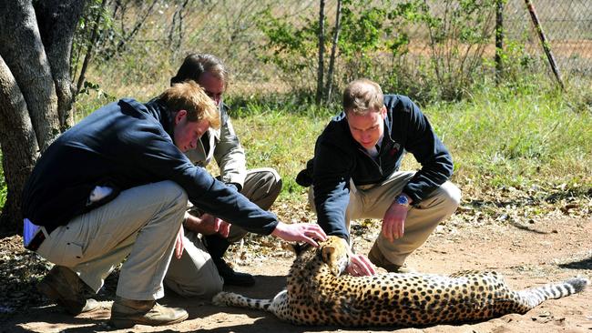 Prince Harry and Prince William, with a cheetah at the Mokolodi nature reserve near Gaborone, Botswana, Africa in 2010. Picture: AP