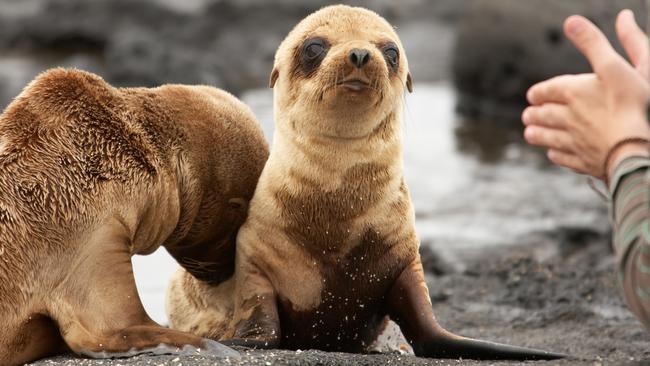 A sea lion pup on the beach atthe Galapagos Islands.