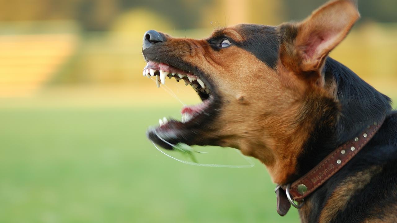 angry dog with bared teeth