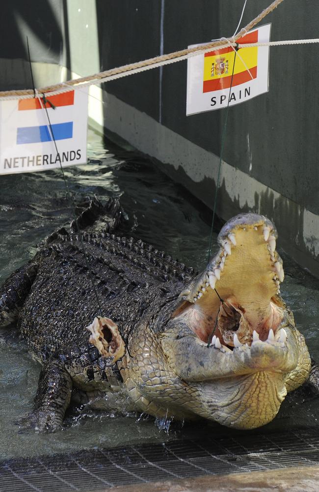 Harry the crocodile was also active during the 2010 World Cup. He picked Spain as the winner, too.