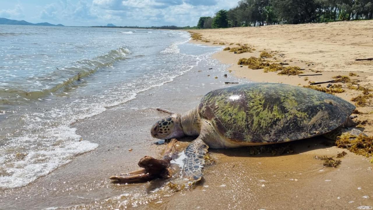 One of two adult green sea turtles locals tried to save on Saunders Beach after they were caught in crab pot line. One was cut free and survived, this one died.