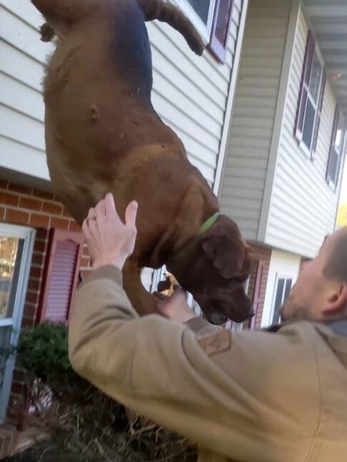 “The dog jumped out of the window!” exclaimed eyewitness Justin Steinmetz. Picture: Justin Steinmetz via Storyful