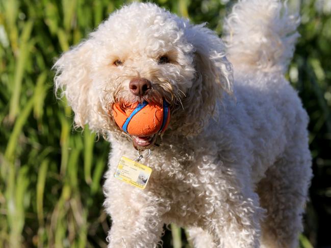 Balls can be great fun, but they’re also a precious resource which can lead to tussles and distract dogs from learning social skills. Picture: David Clark