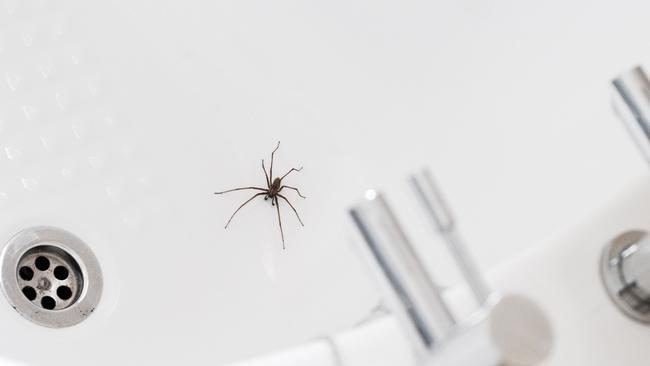 Spiders crawl across your face as you sleep in Sydney: The terrifying ...