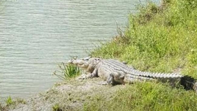 Croc farm to scale up its operation at Gordonvale near Cairns